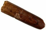 Fossil Sauropod Dinosaur (Rebbachisaurus) Tooth - Morocco #293669-1
